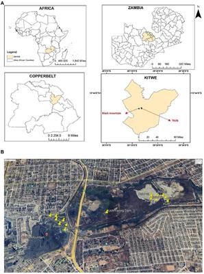 Potential of bioaugmentation of heavy metal contaminated soils in the Zambian Copperbelt using autochthonous filamentous fungi